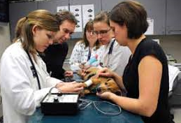 VETERINARY EDUCATION